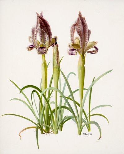 Iris acutiloba (olej na papíře) od Raymond Booth