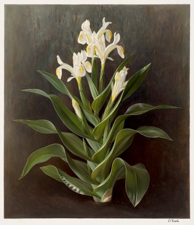 Iris willmottiana alba (olej na papíře) od Raymond Booth