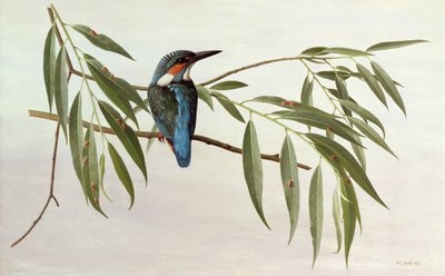 Kingfisher od Raymond Booth