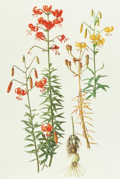 Lilium amabile od Raymond Booth