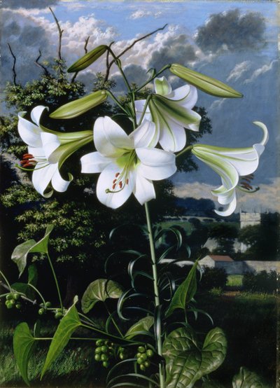 Lilium Emerald, asi 1959 (olej na desce) od Raymond Booth