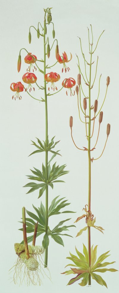 Lilium Pardalinum od Raymond Booth
