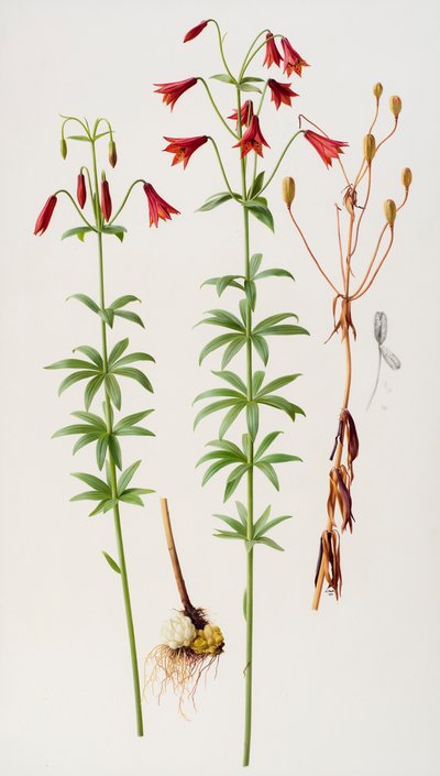 Lilium grayi od Raymond Booth
