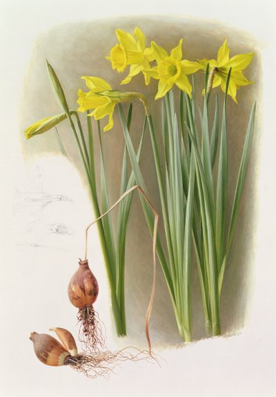 Narcissus Hispanicas Bujei od Raymond Booth