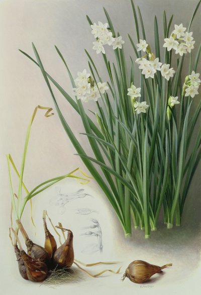 Narcissus Pannizianus od Raymond Booth