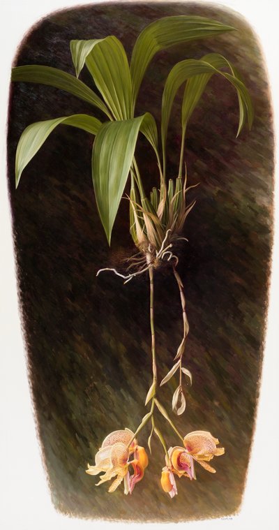 Orchidej od Raymond Booth