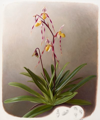 Orchidej od Raymond Booth