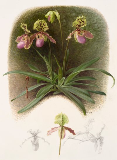 Paphiopedilium henryi (olej na papíře) od Raymond Booth