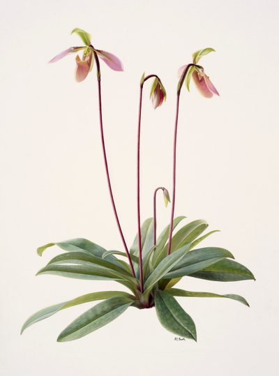 Pophiopedrium appletonianum (olej na papíře) od Raymond Booth