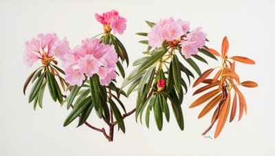 Rododendrony od Raymond Booth