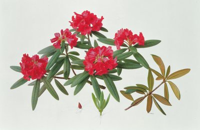 Rhododendron Microgynum od Raymond Booth