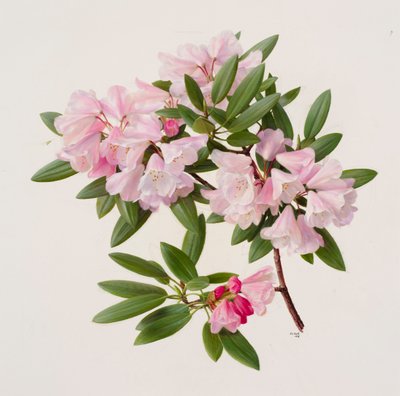 Rhododendron maculiferum anwheiense od Raymond Booth