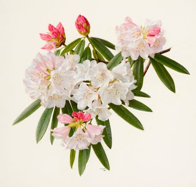 Rhododendron morii (olej na papíře) od Raymond Booth