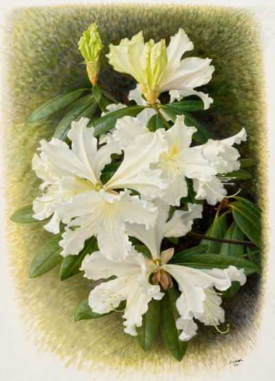 Rhododendron veitchianum, 2004 (olej na papíře) od Raymond Booth