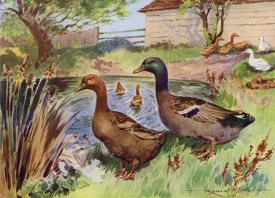 Ilustrace pro Moje farma (barevné lito) od Reginald Mills