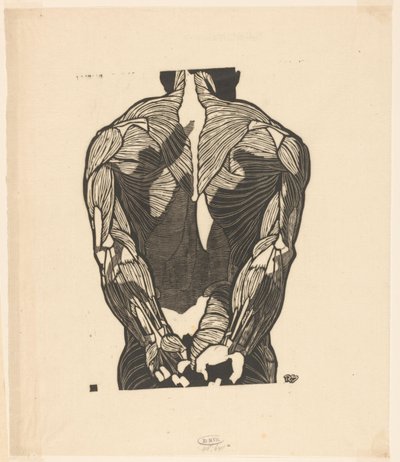 Anatomická studie mužských zádových svalů od Reijer Stolk