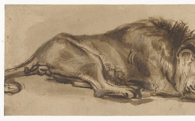 Studie spícího lva od Rembrandt van Rijn (copy after)
