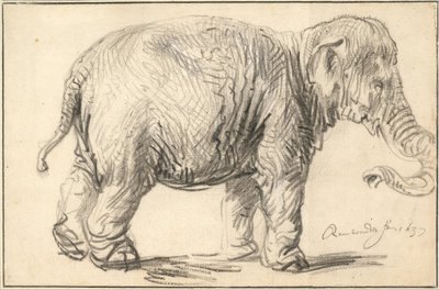Slon, 1637 od Rembrandt van Rijn