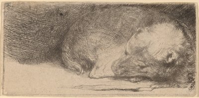Spící štěně od Rembrandt van Rijn