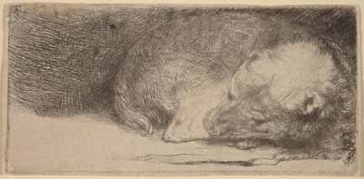 Spící štěňátko od Rembrandt van Rijn