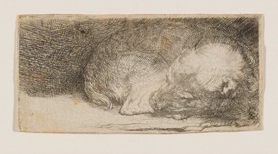 Spící štěně od Rembrandt van Rijn