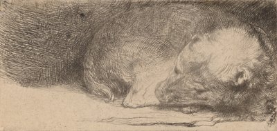 Spící štěně, c. 1640. od Rembrandt van Rijn