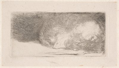 Spící štěně od Rembrandt van Rijn