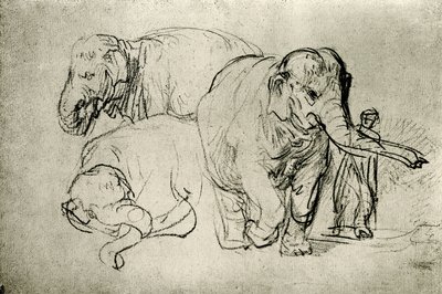Studium slonů od Rembrandt van Rijn