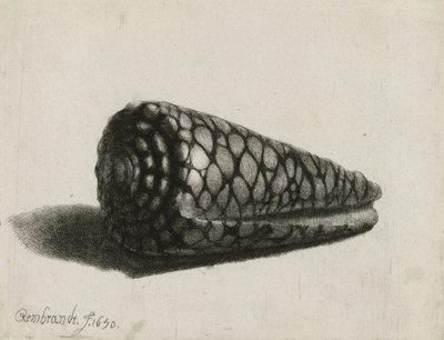 Mušle (Conus marmoreus), 1650 od Rembrandt van Rijn
