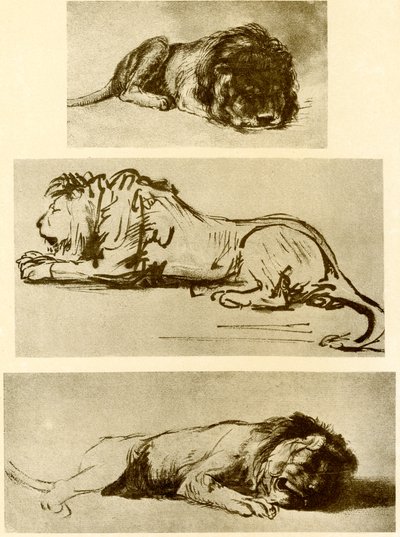 Tři studie lvů od Rembrandt van Rijn