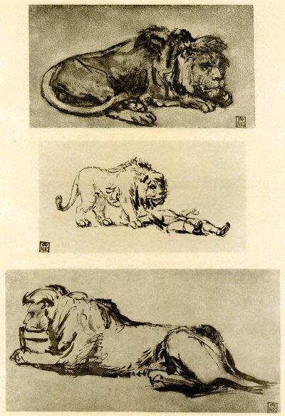 Tři studie lvů od Rembrandt van Rijn