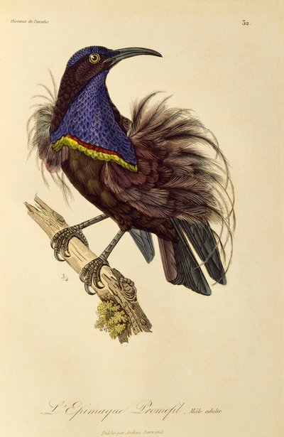 Dospělý samec rajského pušku (Ptiloris paradiseus), rytina z Natural History of Birds of Paradise a Epimagues od René Primevère Lesson