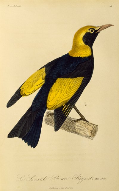Dospělý samec Regent Bowerbird (Sericulus chrysocephalus), rytina z Natural History of Birds of Paradise a Epimagues od René Primevère Lesson