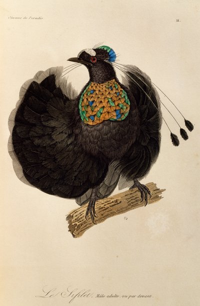 Dospělý samec západní Parotia (Parotia sefilata), rytina z Natural History of Birds of Paradise a Epimagues od René Primevère Lesson