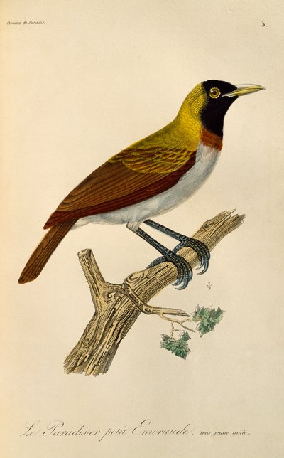 Mladistvý samec z Malé rajky (Paradisaea minor), rytina z Natural History of Birds of Paradise a Epimagues od René Primevère Lesson