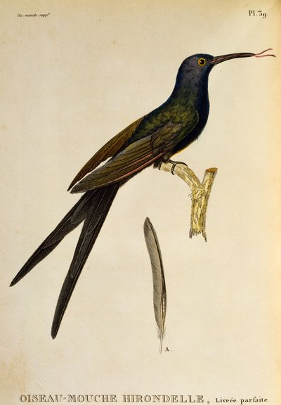 Kolibřík vlaštovčí (Eupetomena macroura), rytina z Les trochilidees ou les colibris et les oiseaux-mouches od René Primevère Lesson