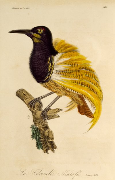 Mladý samec rajky s dvanácti dráty (Seleucidis melanoleuca), rytina z Natural History of Birds of Paradise a Epimagues od René Primevère Lesson