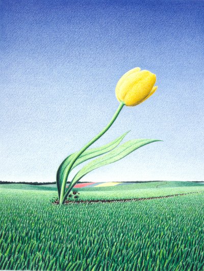 Rychlý tulipán od Rene Boin