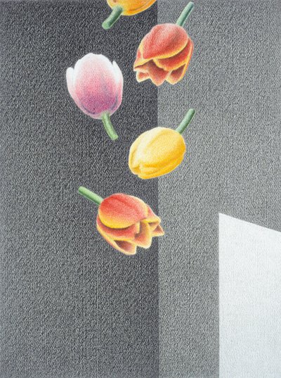 Tulipány od Rene Boin