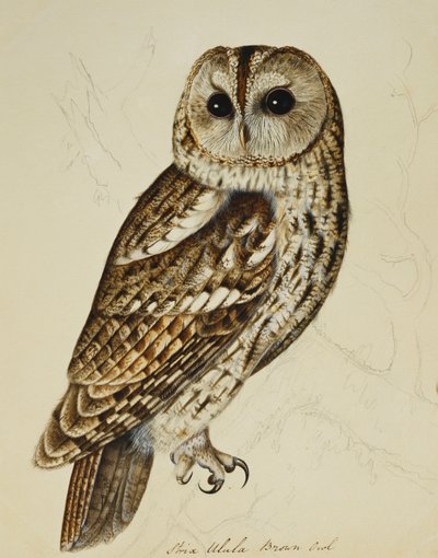 Hnědá sova (Strix Ulula) od Rev. C. Atkinson