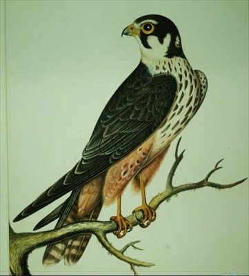 Hobby (akvarel) od Rev. C. Atkinson