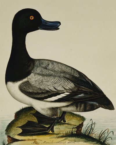 Scaup Duck od Rev. C. Atkinson