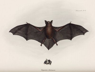 Netopýr, Jižní Amerika, c 1832-1836 od John Pardon
