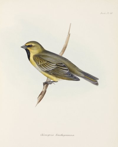 Finch, c 1832-1836 od John Pardon