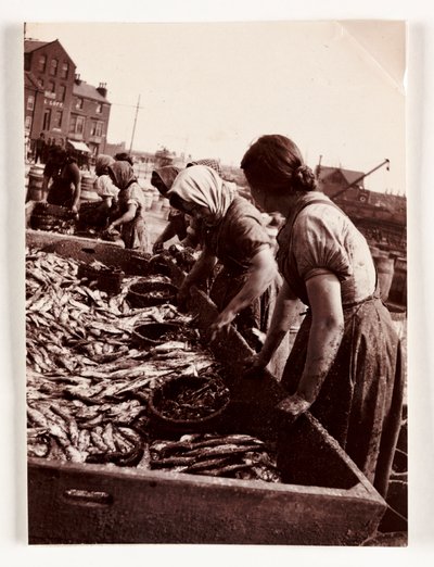 Rybaření, Fisherfolk Women třídící ryby, Whitby Harbour, North Yorkshire, c 1905 od John Pardon