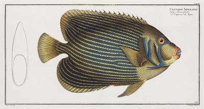 Imperator Angelfish od John Pardon