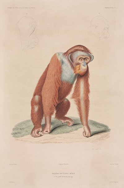 Orangutani, Indonésie od John Pardon