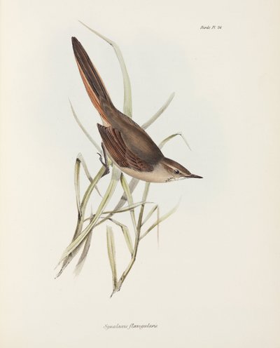 Spinetail, Jižní Amerika, c 1832-1836 od John Pardon