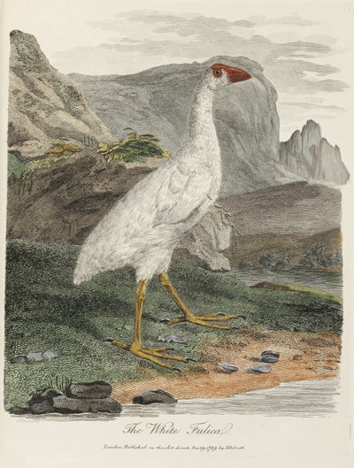 "The White Fulica" od John Pardon