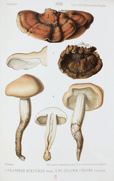 Dva druhy hub, c 1874 od John Pardon